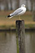 California Seagull