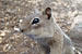 Golden-mantled Ground Squirrel