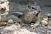 Golden-mantled Ground Squirrel